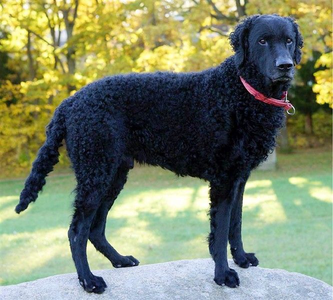 Curly Coated Retriever The Breed Archive