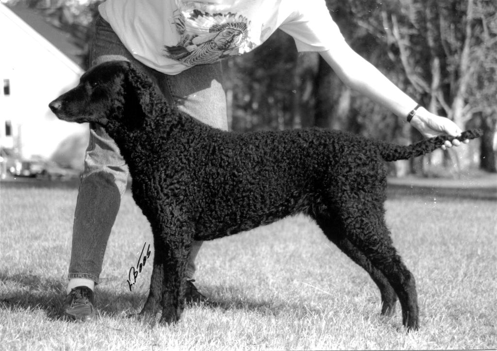 Curly Coated Retriever The Breed Archive