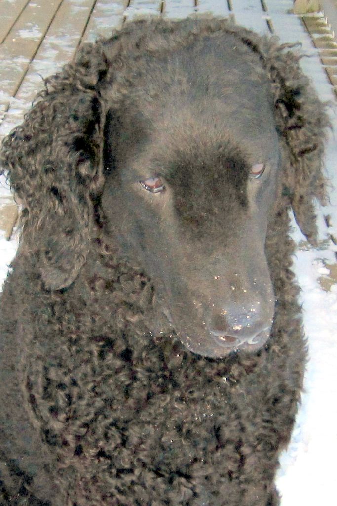 Curly Coated Retriever The Breed Archive