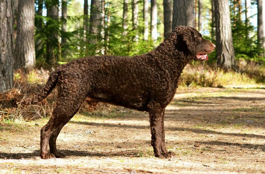 Curly Coated Retriever The Breed Archive