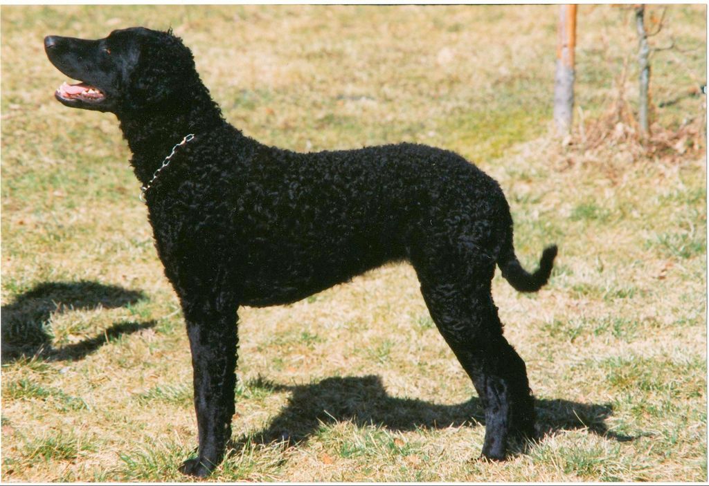 Curly Coated Retriever The Breed Archive