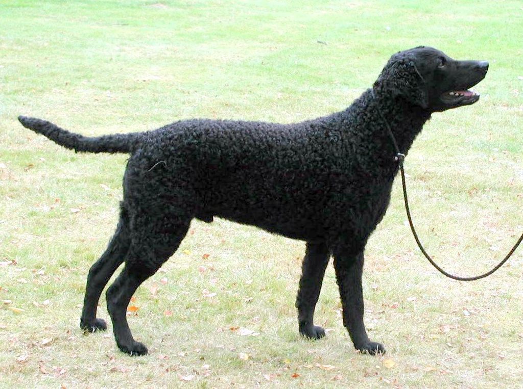 Curly Coated Retriever The Breed Archive