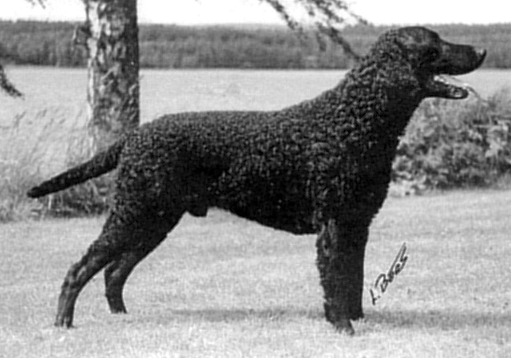 Curly Coated Retriever The Breed Archive