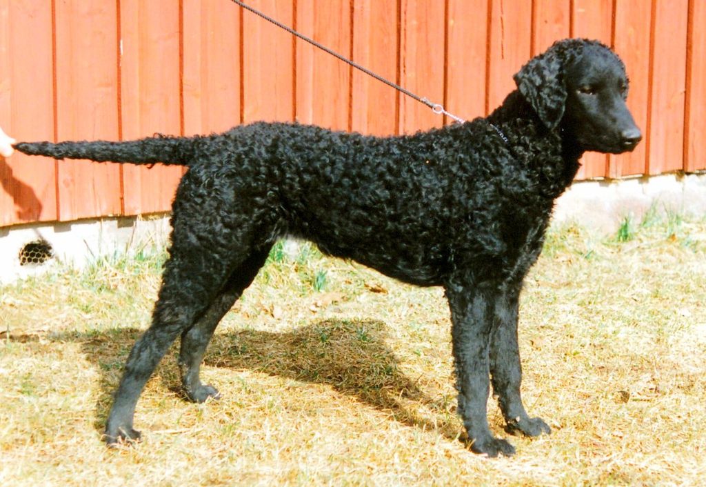 Curly Coated Retriever The Breed Archive