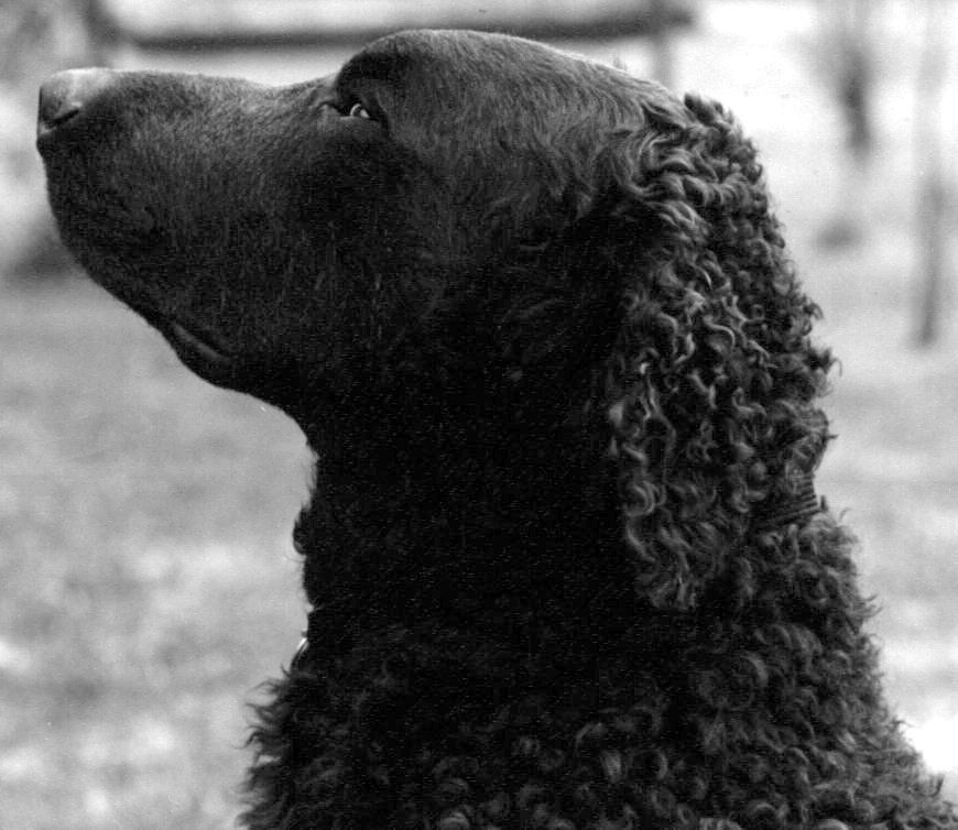 Curly Coated Retriever The Breed Archive