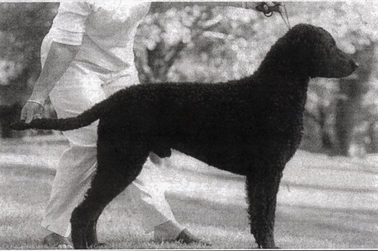 Curly Coated Retriever The Breed Archive