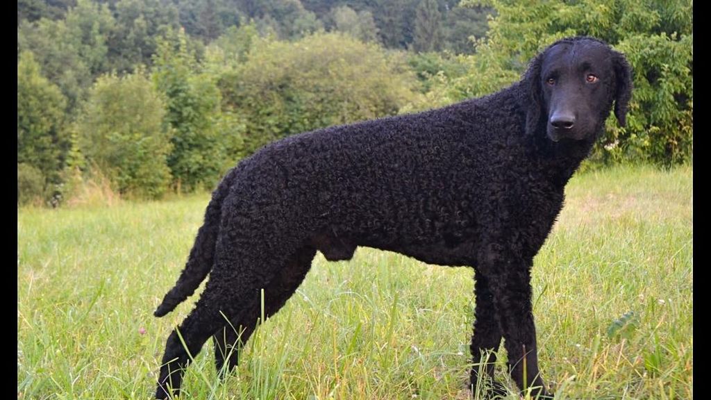 Curly Coated Retriever - The Breed Archive