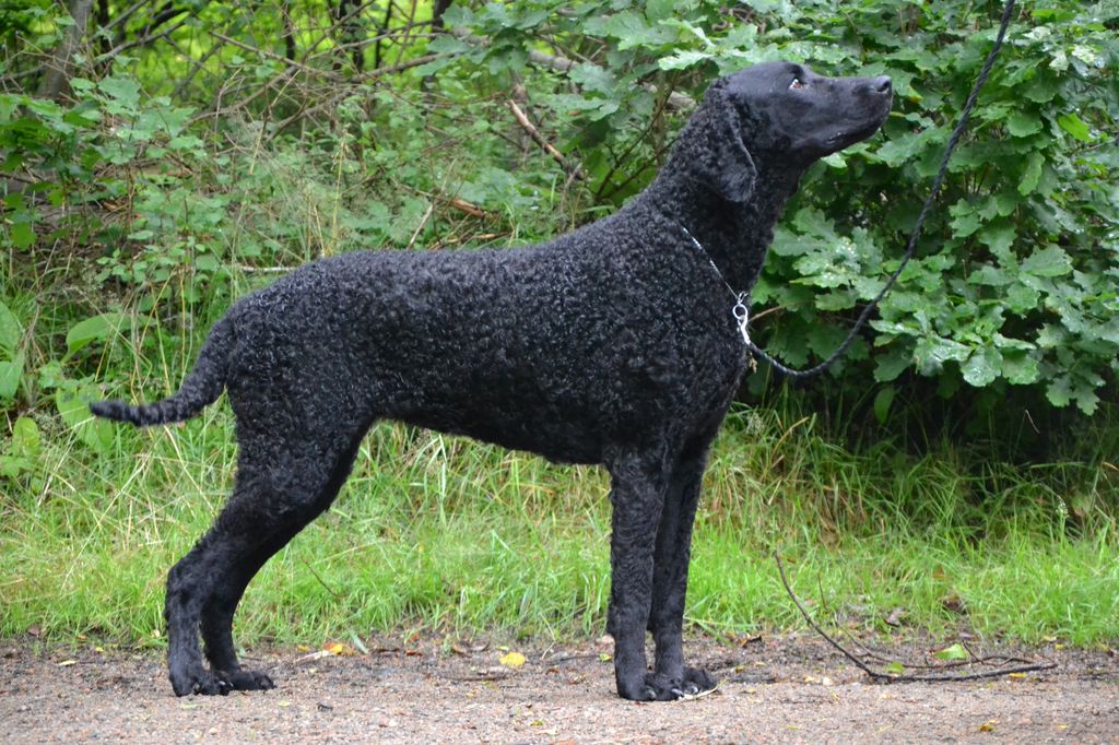 Curly Coated Retriever The Breed Archive