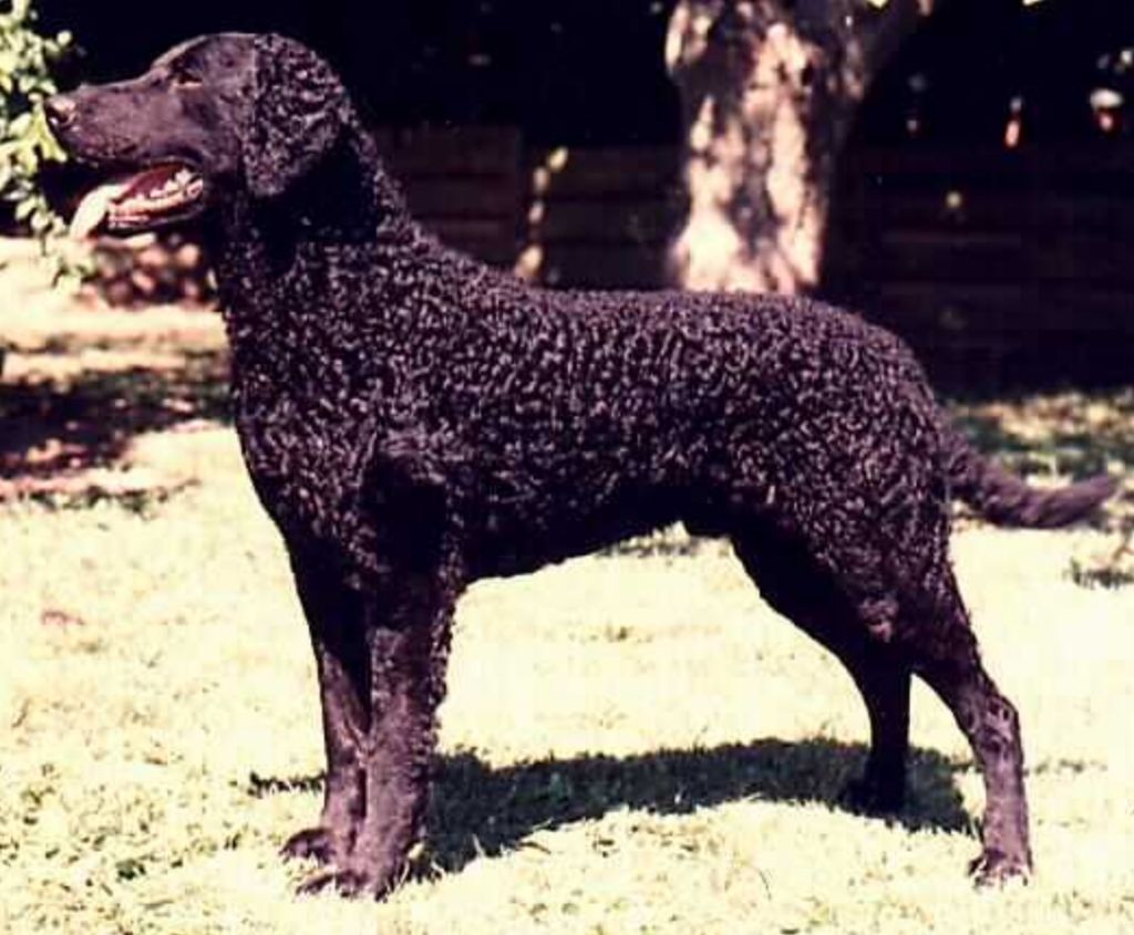 Curly Coated Retriever The Breed Archive