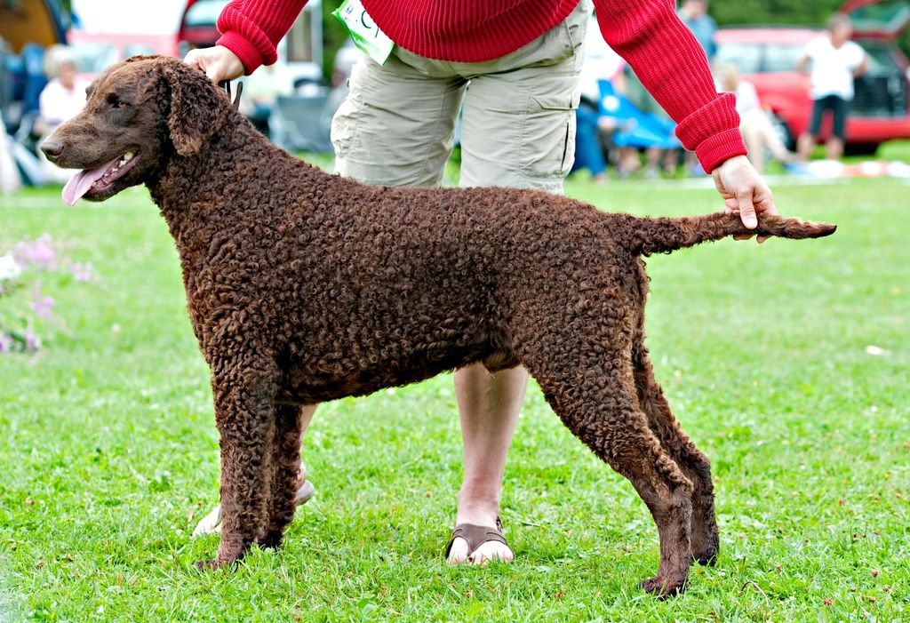 Curly Coated Retriever The Breed Archive