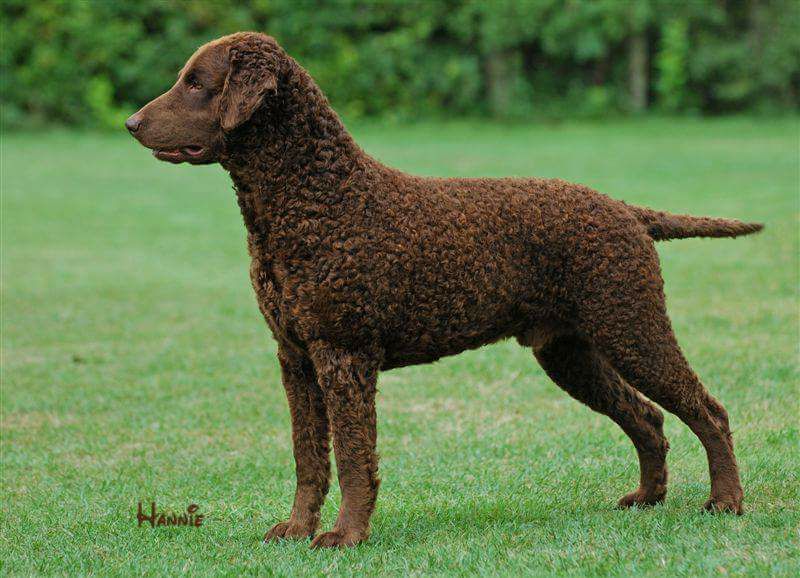 Curly Coated Retriever The Breed Archive
