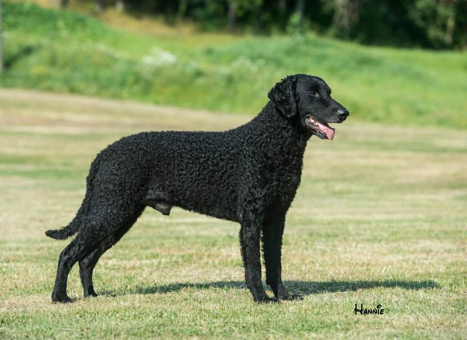 Riverwatch curly hot sale coated retrievers