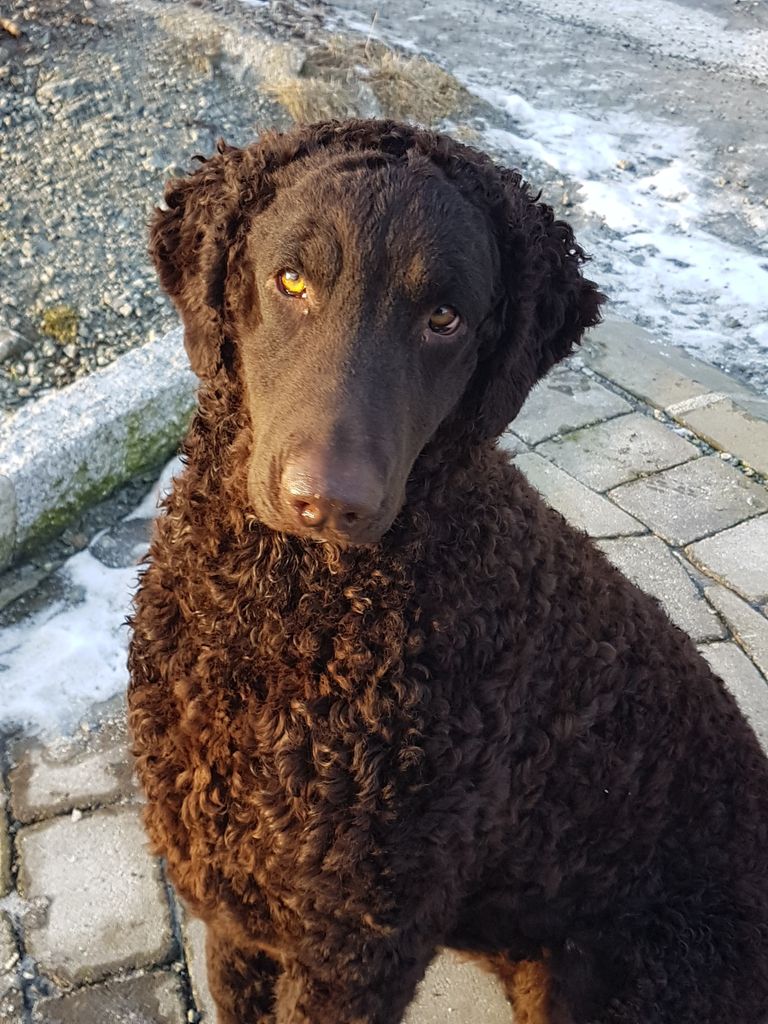 Curly 2024 coated retriever