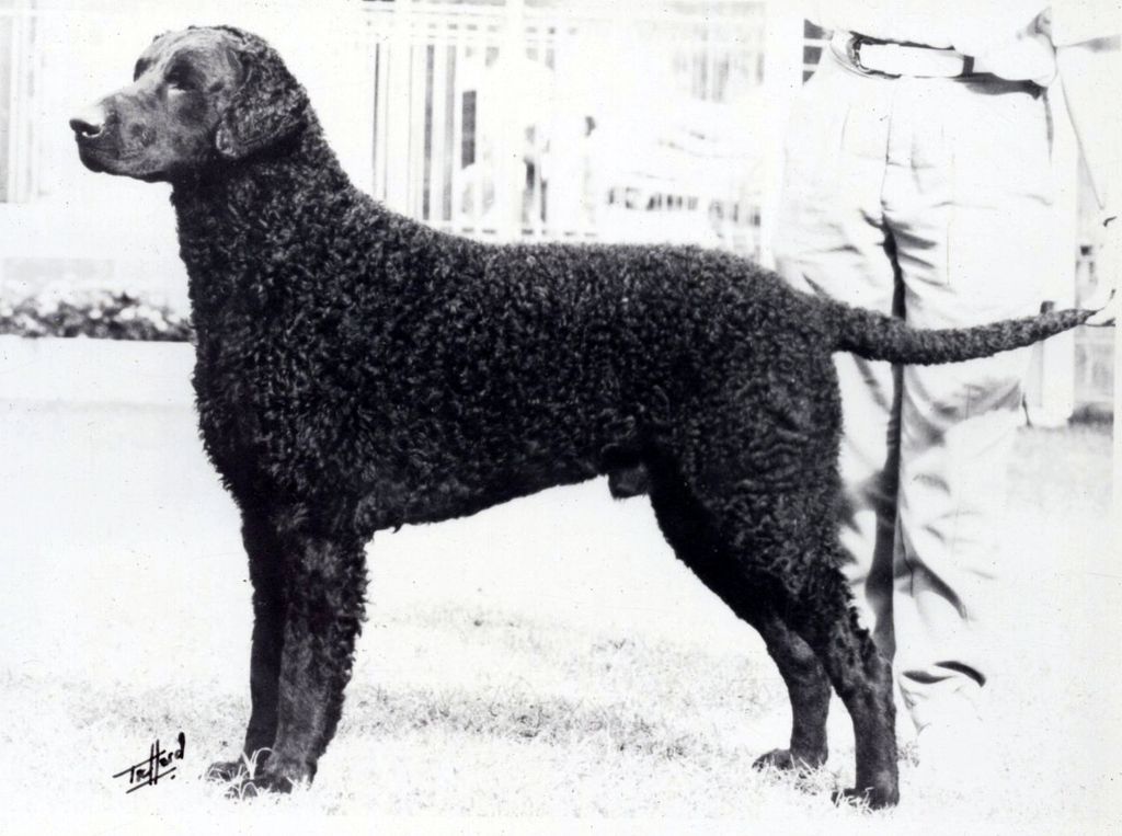 Curly Coated Retriever The Breed Archive