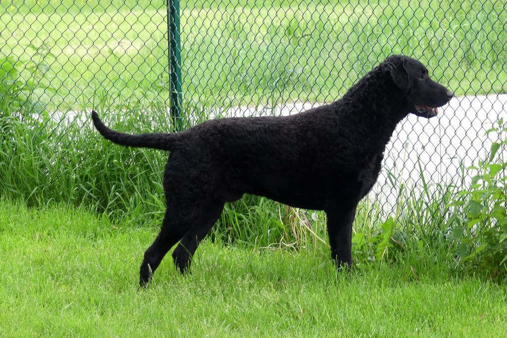 Curly Coated Retriever The Breed Archive