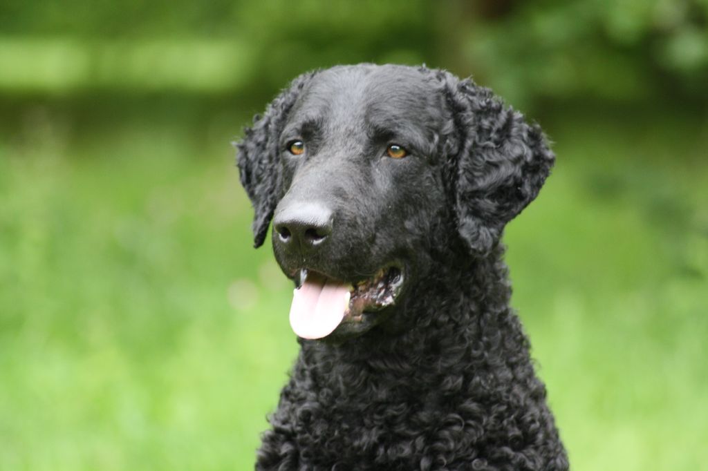 Curly Coated Retriever The Breed Archive