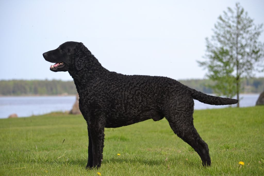 Curly Coated Retriever The Breed Archive