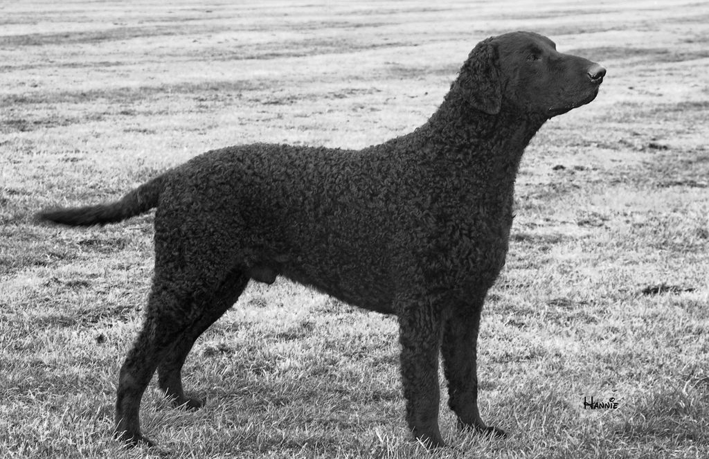 Curly Coated Retriever The Breed Archive