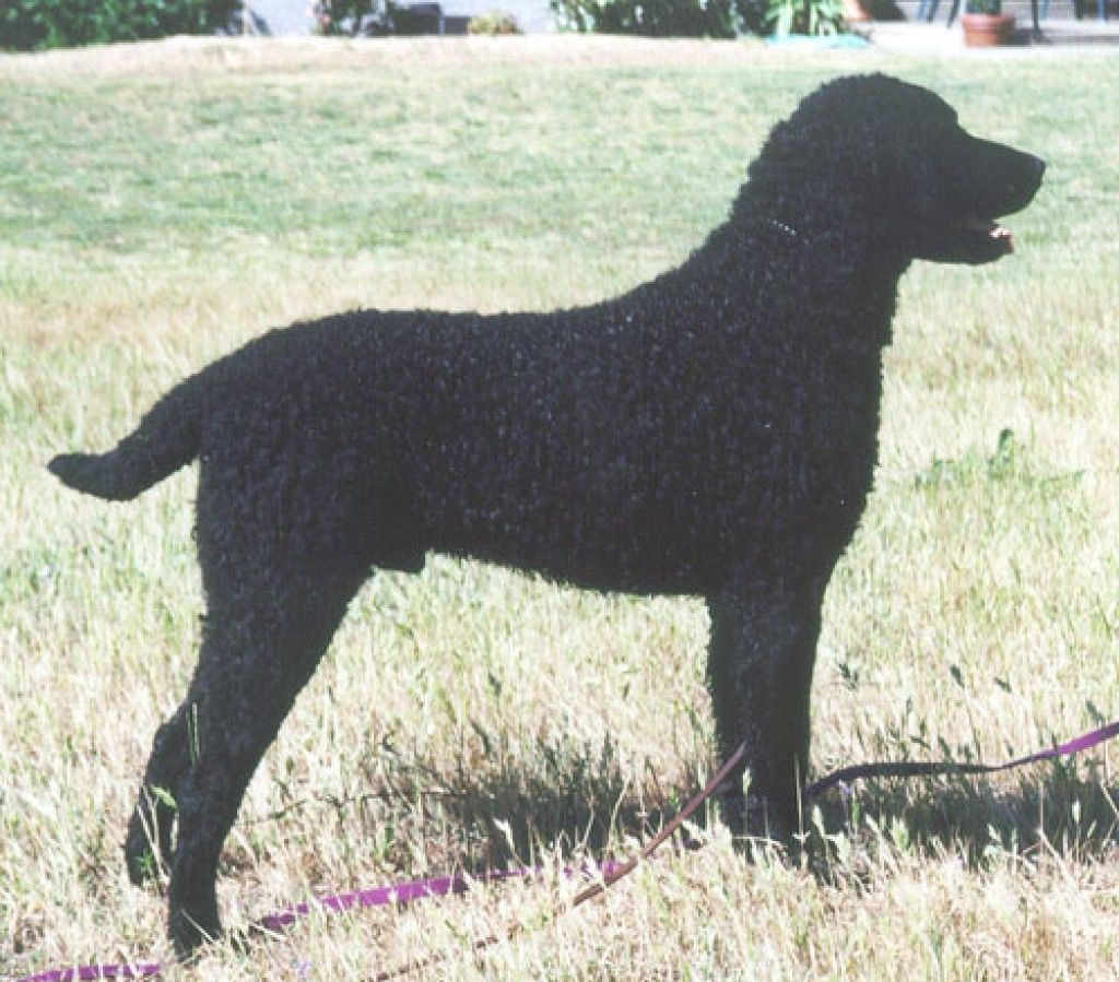 Curly Coated Retriever The Breed Archive
