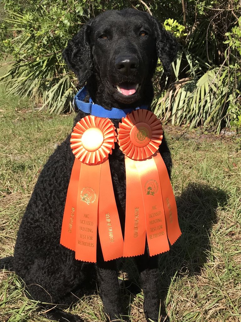 Curly Coated Retriever The Breed Archive
