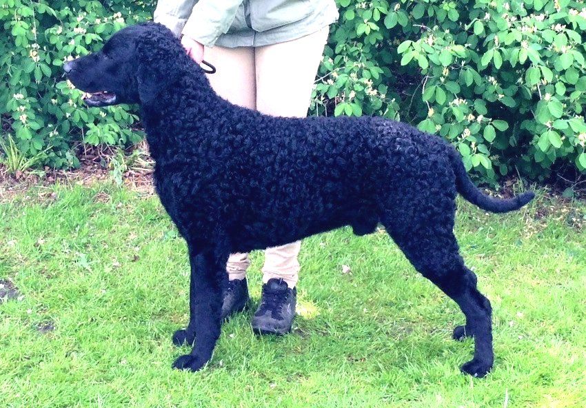 Curly Coated Retriever The Breed Archive