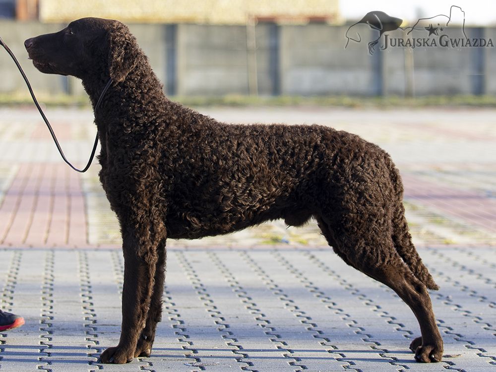 Curly Coated Retriever The Breed Archive