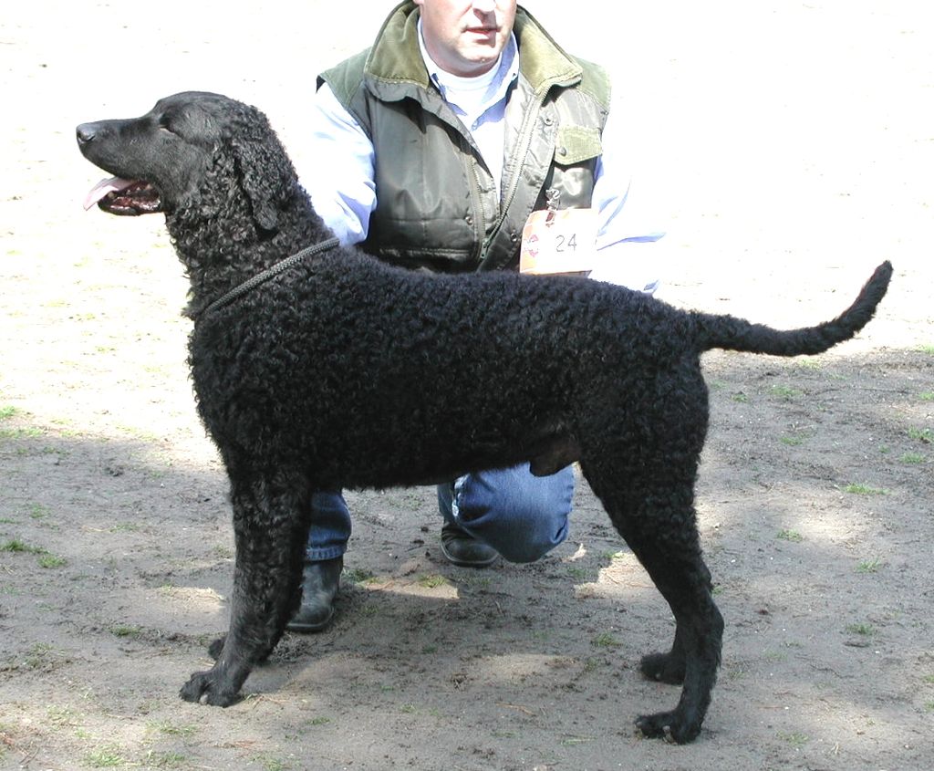 Curly Coated Retriever The Breed Archive
