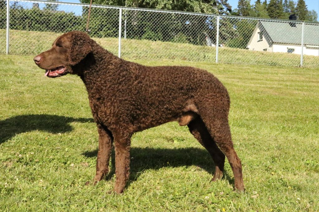 Curly Coated Retriever - The Breed Archive