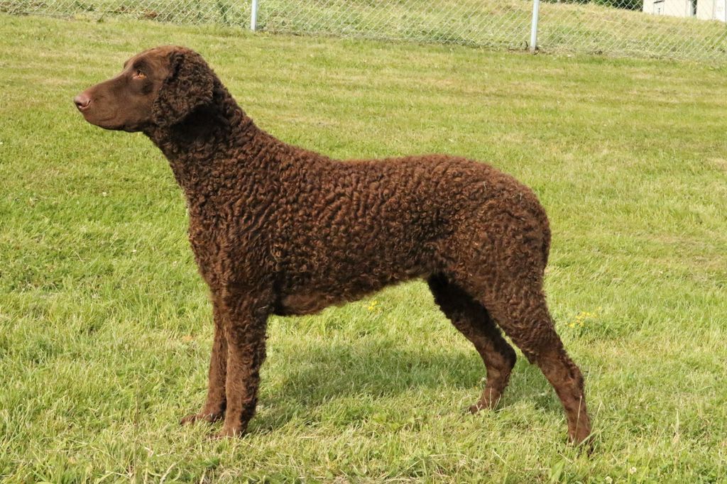 Curly Coated Retriever The Breed Archive