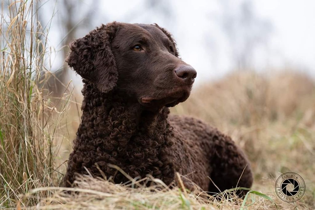 Curly Coated Retriever - The Breed Archive