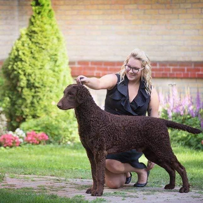 Chocolate curly coated outlet retriever