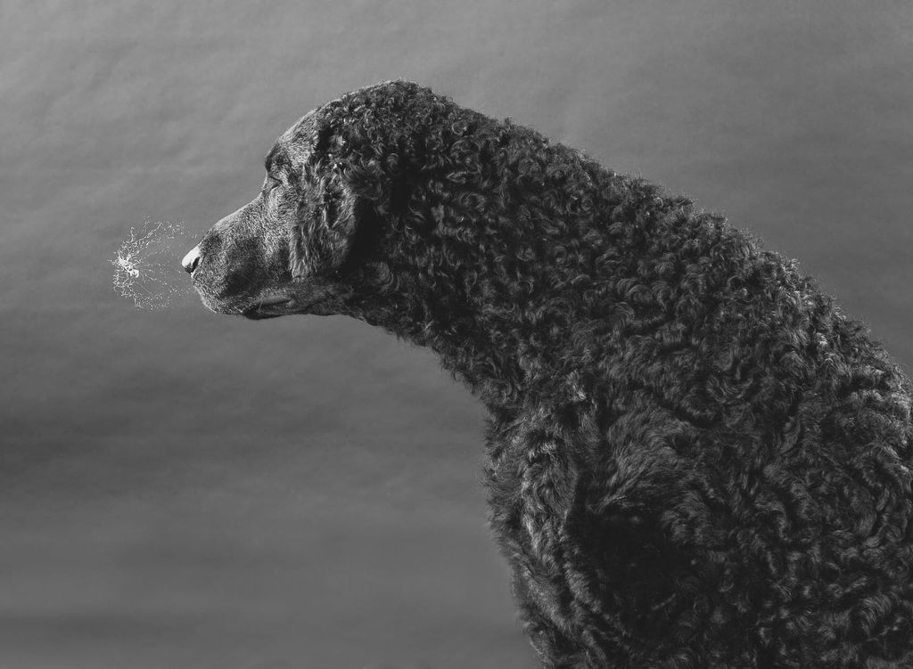 curly-coated-retriever-the-breed-archive