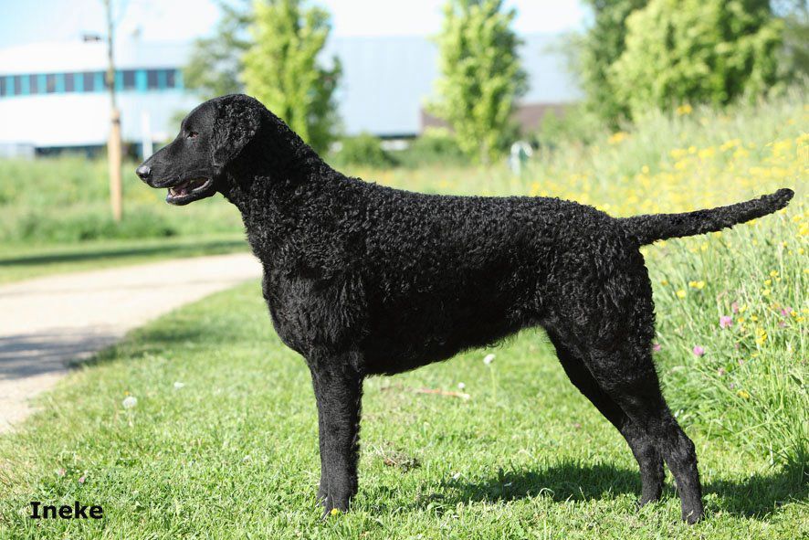 Curly Coated Retriever The Breed Archive