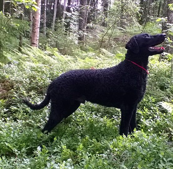 Curly Coated Retriever The Breed Archive