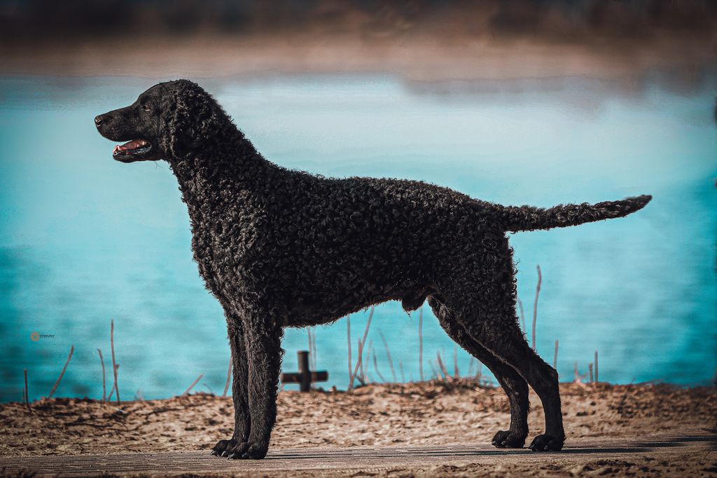 Curly Coated Retriever The Breed Archive