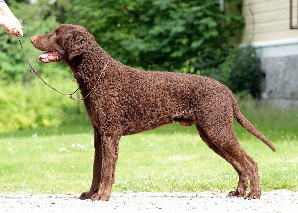 Curly Coated Retriever - The Breed Archive