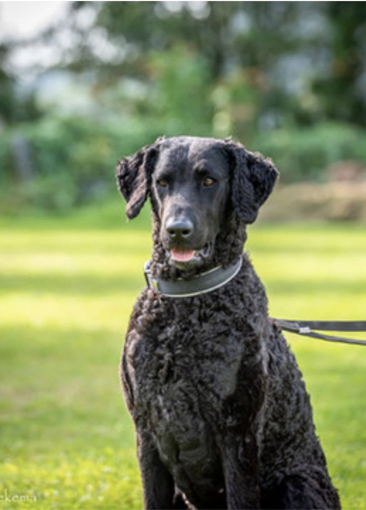 Curly Coated Retriever The Breed Archive