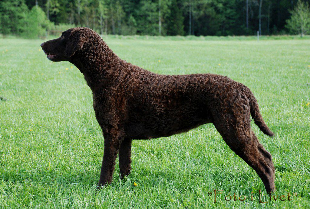 Curly Coated Retriever The Breed Archive