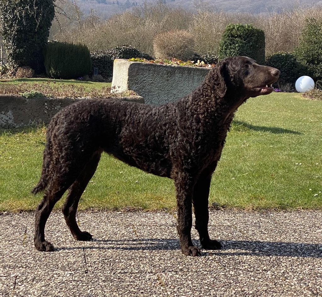 Curly Coated Retriever The Breed Archive