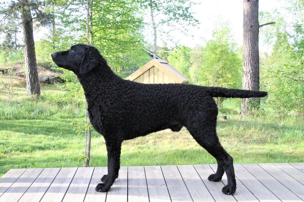 Curly Coated Retriever The Breed Archive