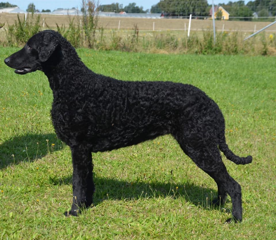 Curly Coated Retriever The Breed Archive