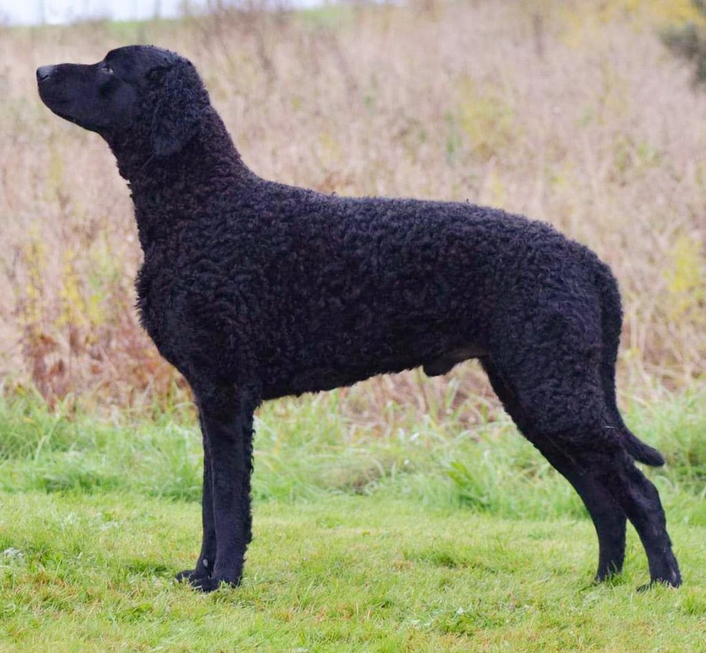 Curly Coated Retriever The Breed Archive