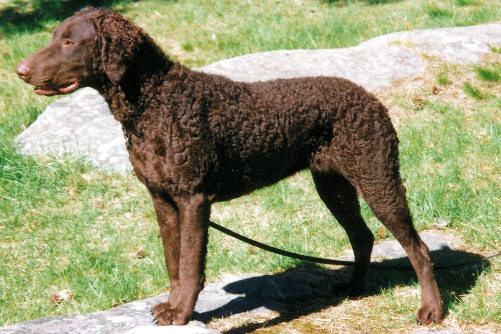 Curly Coated Retriever The Breed Archive