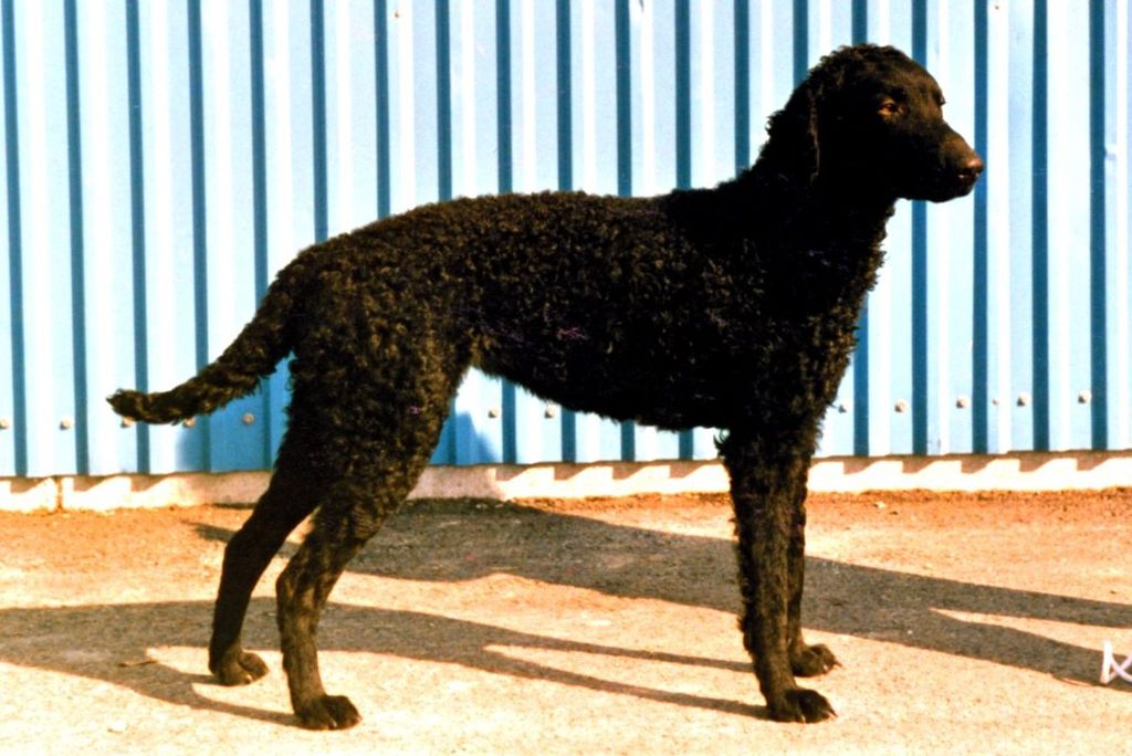 Curly Coated Retriever The Breed Archive