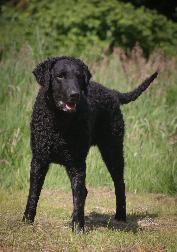 Curly Coated Retriever - The Breed Archive