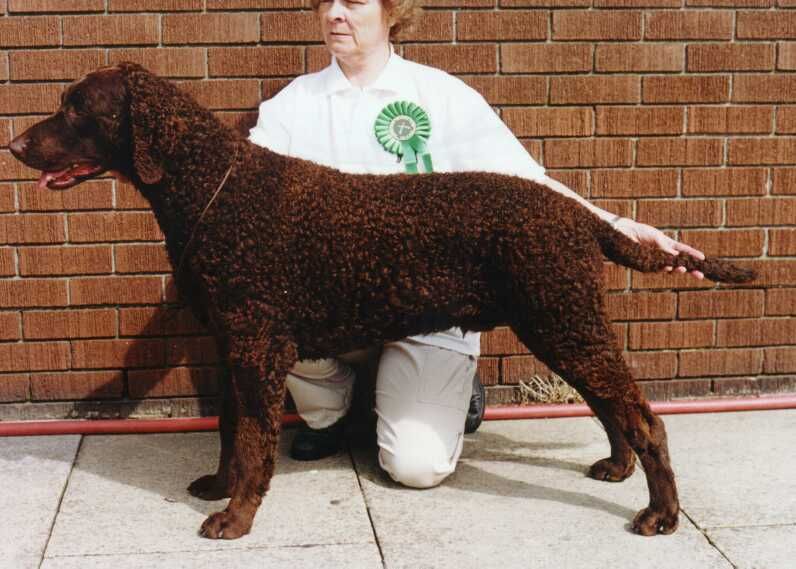 Curly Coated Retriever The Breed Archive