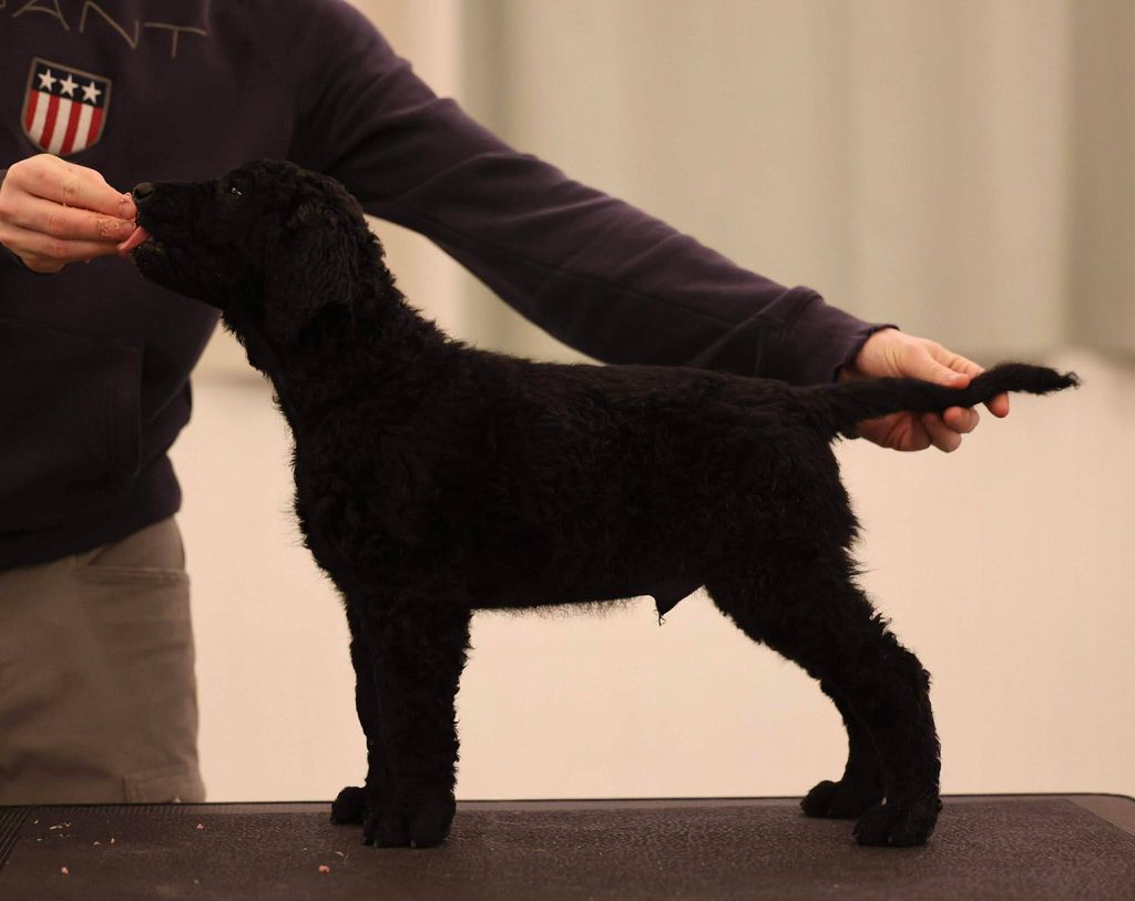 Curly Coated Retriever - The Breed Archive
