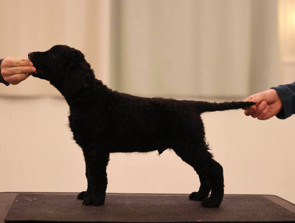 Curly Coated Retriever - The Breed Archive