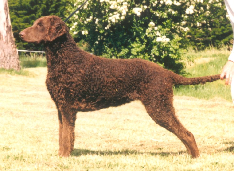Curly Coated Retriever The Breed Archive