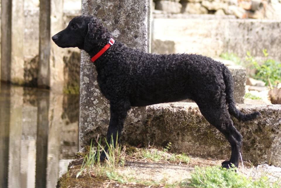 Curly Coated Retriever - The Breed Archive